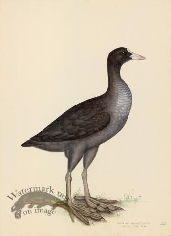 EURASIAN COOT . PL 24